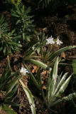 Iris japonica 'Variegata' RCP4-2012 11.JPG